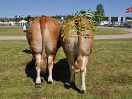 Kodal Gamie – ko fra Kodal Limousine v/L & U Black Sinkjær, Spjald