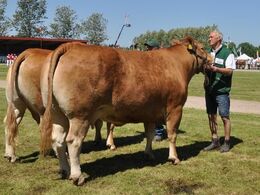 Kalkenbjerg Diva – ko fra Anders Lange, Mørke