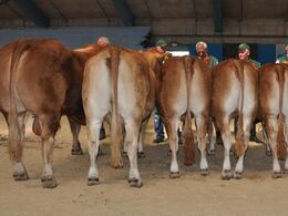 Bedste besætningsgruppe fra Freddie L. Christiansen, Randers