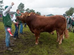 1611 – Bøgely Laust – bedste yngre tyr og bedste handyr fra Tommy Jessing, Brørup