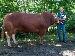 1618 – Engtoftegård Harald – bedste individafprøvede tyr fra Anders Lange, Mørke