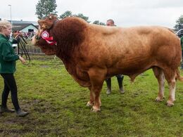 1619 – Vario B – bedste ældre tyr – fra Kærsgaard Limousine v/Jesper Kragelund, Skørping