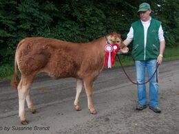 1621 – Østergaard Merle P – fra Lars Østergaard, Dybvad