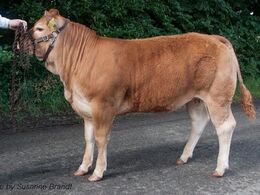 1628 – Gandrup Lykke – fra Lars Juellund, Arden