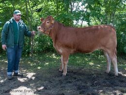 1645 – Risvang Lucca – fra Bent Svenning Jessen, Brørup