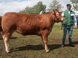 1659 – Bøgely Luca – bedste yngre kvie – fra Tommy Jessing, Brørup