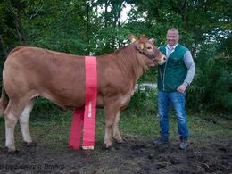 1674 – Lindegården Kitty – bedste ældre kvie – fra AP Kragh Madsen, Randers SV