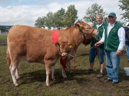 1699 – Grønbjerg Jasmine – bedste ko under 3 år – fra Keld Erik Aalykke Jensen, Nørre Nebel  (ej ærespræmie)