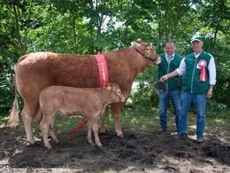 Vinderdyr - billede 17 1706 – Grace – bedste ko 3-5 år – fra AP Kragh Madsen, Randers SV