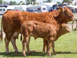 1707 – Kjeldgaard Gentiane – fra Kirsten Levinsen, Mariager