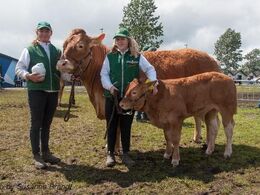1709 – Borre Flica – bedste ældre ko og bedste hundyr – fra Tommy Jessing, Brørup