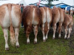 Bedste besætningsgruppe – fra Tommy Jessing, Brørup.  De to kvier til højre i billedet blev desuden bedste par