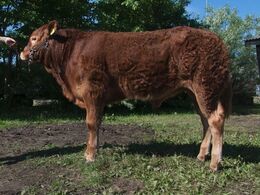 1599 - Bøgely Mojo P – fra Tommy Jessing, Brørup