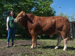1604 - Bøgely Mister – bedste yngre tyr, bedste handyr og bedste tyr af kødracer fra Tommy Jessing, Brørup