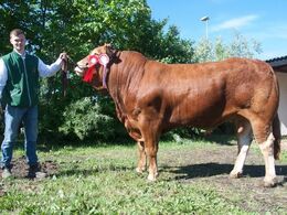 1608 - Randers Limos – fra Simon Thaysen Smidt, Ferritslev Fyn