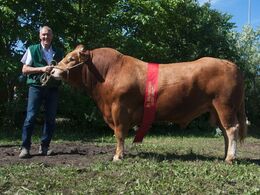 1610 - Jack – bedste individafprøvede tyr fra Anders Lange, Mørke