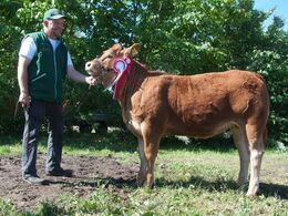 1623 - Doverodde Maxima – fra Nordbygårdens Limousine, Børkop