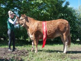 1652 - Borre Monica  – bedste yngre kvie – fra Jesper Kragelund, Skørping