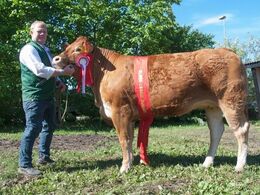 1666 - Lindholm Lykke – bedste ældre kvie - fra Carsten Toft, Nykøbing M