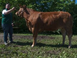 1671 - Risvang Lucca – fra Bent Svenning Jessen, Brørup