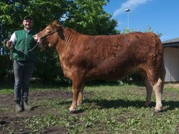 1674 - Bøgely Luca– fra Tommy Jessing, Brørup