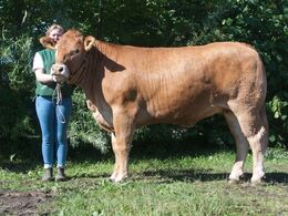 1678 – Damgaard Lotus P – fra Karsten Laursen, Juelsminde