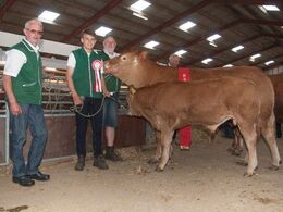 1684 – Jezabel – Bedste yngre ko - fra Hanne Christensen & Ejner Jensen, Hurup Thy