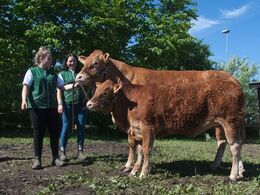 1685 – Bøgely Ideal – fra Tommy Jessing, Brørup