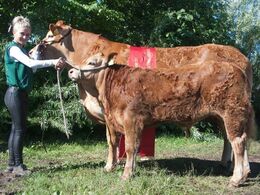 1688 – Randers Juliane – Bedste ko 3-5 år, bedste hundyr -fra Jesper Kragelund, Skørping