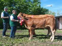 1692 – Borre Hirse – bedste ældre ko – fra Margit og Erik Egsgaard, Vorbasse