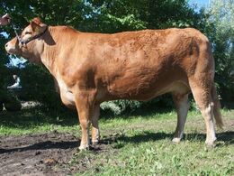 1699 – Gandrup Hertha – fra Sønderlund Limousine, Hals