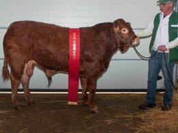 Damgaard Noel, ærespræmie og bedste køddyr