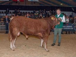 Birkely Nanok, ærespræmie, bedste yngre tyr og bedste handyr