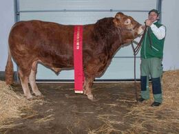 Ny Toftum Napolion, ærespræmie og bedste ældre tyr