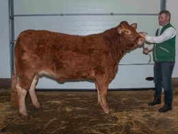 Lindegaarden Molly, ærespræmie og bedste ældre kvie