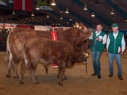 Lindegaarden Kitty m. kalv, ærespræmie, bedste yngre ko, bedste hundyr