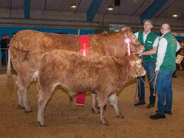 Kalkenbjerg Diva m. kalv, ærespræmie og bedste ældre ko