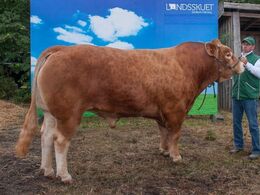 Ny Toftum Napolion – fra Carsten Nyland, Juelsminde