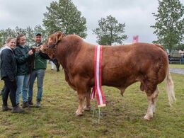 Bøgely Mister – bedste ældre tyr, bedste handyr, bedste limousinedyr samt interbreedvinder – fra Tommy Jessing, Brørup