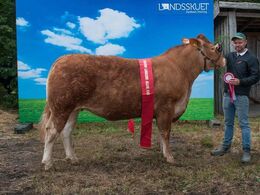 Bøgely Nuca – bedste ældre kvie – fra Tommy Jessing, Brørup