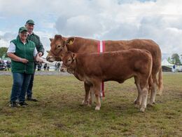 Borre Hirse – bedste ældre ko, bedste hundyr og interbreedvinder – fra Margit og Erik Egsgaard, Vorbasse