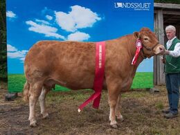 Juliana – bedste køddyr – fra Jørgen Østergaard Jensen, Vinderup