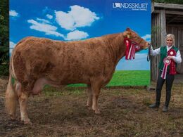 Kærsgaards Fine – fra Mille Kragelund, Skørping. Med koen blev Mille bedste unge udstiller.