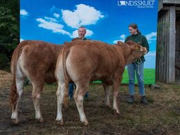 Bedste par – fra Allan Mikkelsen, Vejle