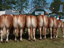 Bedste besætningsgruppe – fra Tommy Jessing, Brørup