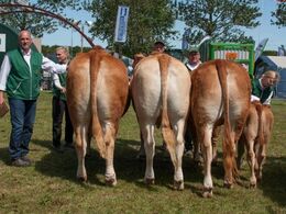 Næstbedste besætningsgruppe – fra Amalie og Kenn Thygesen, Janderup