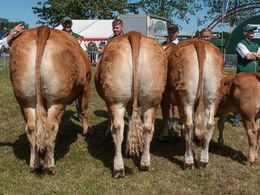 Tredjebedste besætningsgruppe – fra Allan og Peter Kragh Madsen, Randers SV