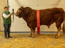 kat240 – Skovlyst Ohio – bedste ældre tyr – fra Ulrik & Lene Black Sinkjær, Spjald
