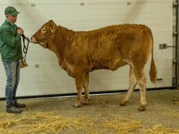 kat259 – Karensminde Smukke – fra Søren Hedegaard Jensen, Ansager