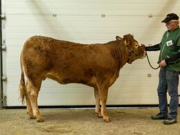 kat261 – Damgaard Sigga – fra Karsten Laursen, Juelsminde